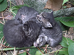 20070611_1.jpg